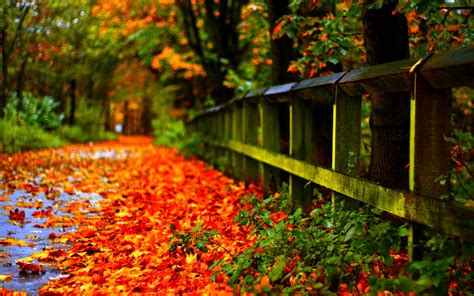 Wallpapers Autumn Leaves - Wallpaper Cave