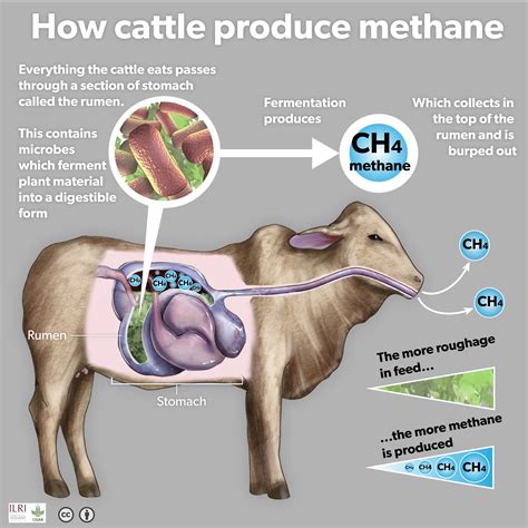 How cattle produce methane | Why Livestock Matter