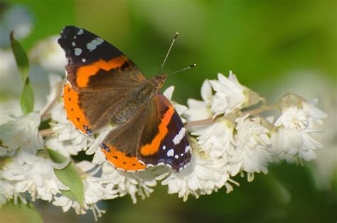 Top 10 vlinders in je tuin | Natuurmonumenten