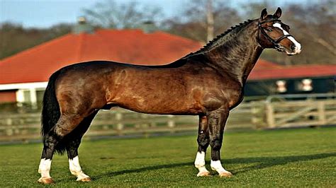 The Majesty Of The Dutch Warmblood Horses – Horse Spirit