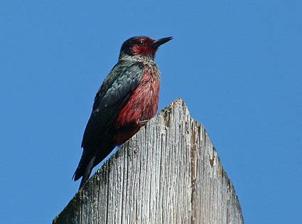 Piciformes to Psittaciformes Flashcards | Quizlet