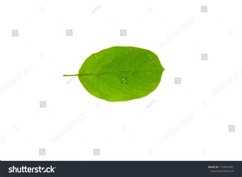 Antidesma Bunius Leaves Separated White Background Stock Photo 1734965567 | Shutterstock