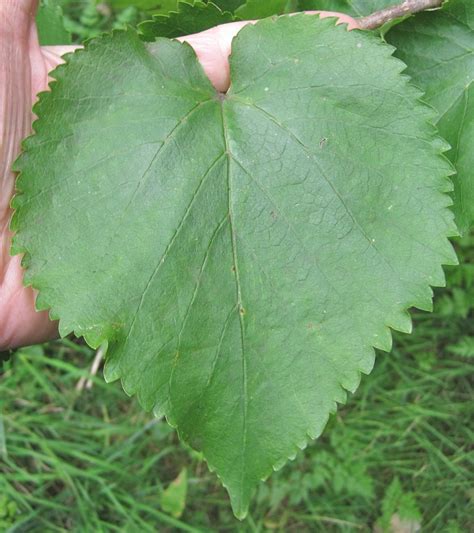 Leaf Heart-shaped - Tree Guide UK - Tree ID by heart-shaped leaves