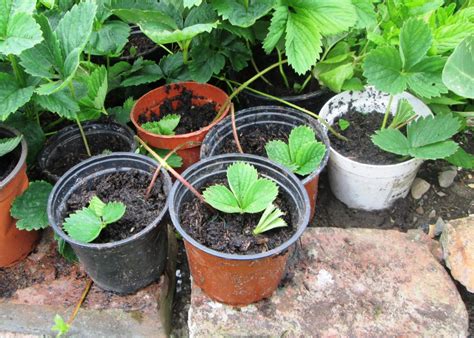 How to Sow, Plant and Grow Strawberries in Pots and Hanging Baskets ...