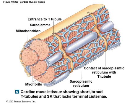 Cardiac Muscle Structure