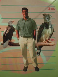 Harpy Eagle size comparison | Pet birds, Harpy eagle, Largest bird of prey