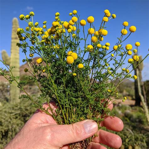 A New Invasive Weed In Arizona: Globe Chamomile (aka Stinknet ...