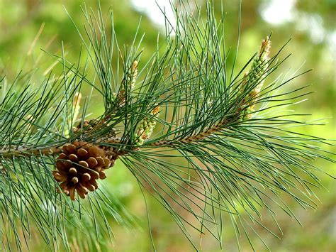 Utiliser les aiguilles de pin comme paillage, ça craint ou pas ? - Yan Parent