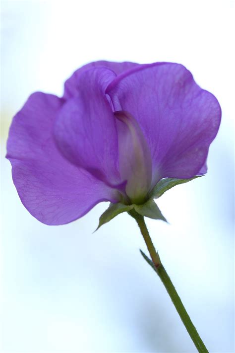 sweet pea flower - Google Search | Sweet pea flowers, Very beautiful flowers, Flowers