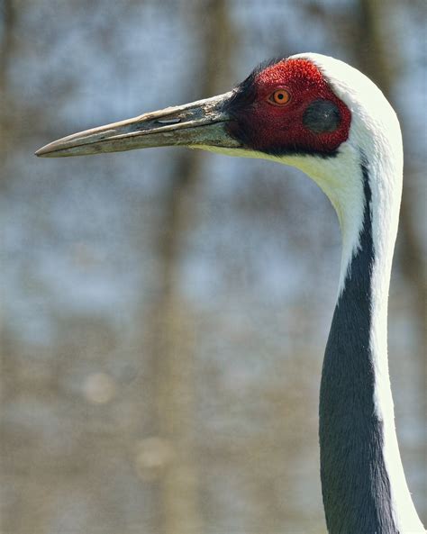 Definitive Guide To White-naped Crane Facts, Habitat, Conservation ...