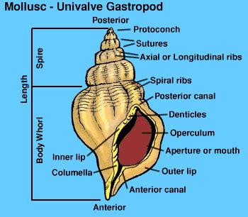 Gastropods