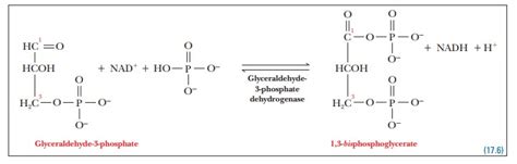 Glyceraldehyde-3-Phosphate Is Converted to Pyruvate