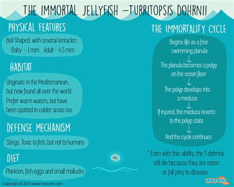 The Immortal Jellyfish Facts - Gifographic for Kids | Mocomi