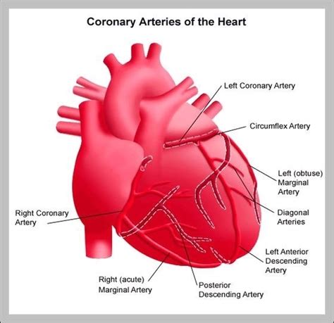 circumflex artery – Graph Diagram