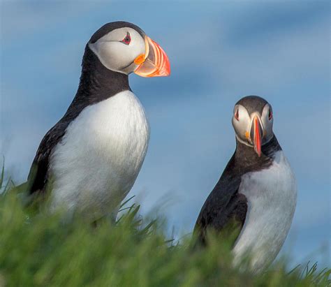 Iceland Puffins Photograph by Betsy Knapp - Fine Art America