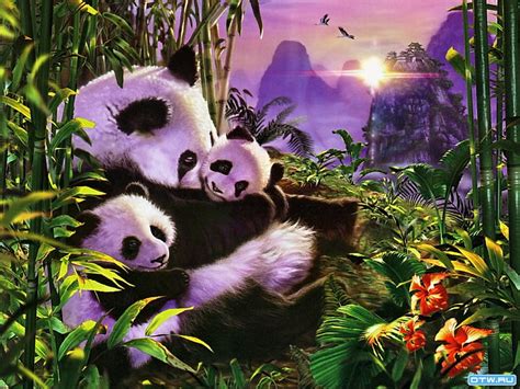 Panda bear sunrise, panda, family, cute, bear, sunrise, animal, HD ...