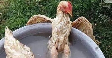 Hilarious viral shot of chilled-out chicken as he totally rules the ...