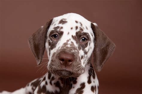 Dalmatian Dog Personality, Appearances, History and Pictures – InspirationSeek.com