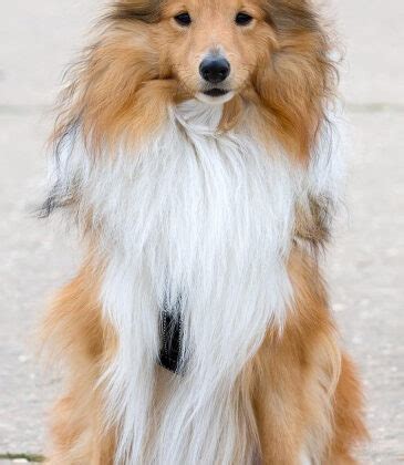 The Characteristics of Lassie Dog Breed - Dogsintl