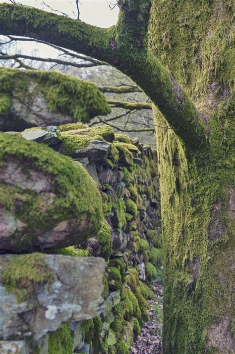 Clumps of Moss on Stones and Trees at White Moss Walks, Lake District ...