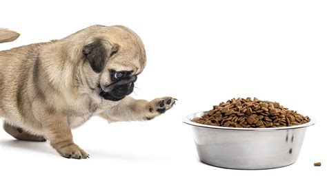 Feeding A Pug Puppy - Our Complete Guide