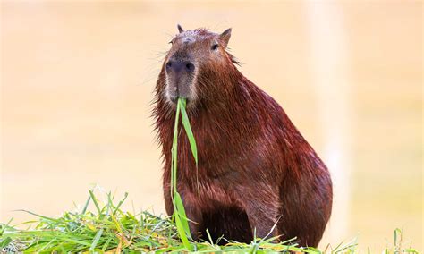 Capybara Size: How Much Do Capybaras Weigh? - AZ Animals