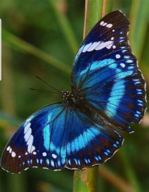 Pin by Bernadette Garcia on Butterfly | Beautiful butterflies, Butterfly pictures, Butterfly wings