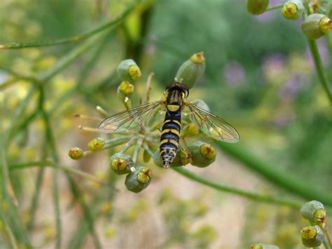 BugBlog: Summer Hoverfly identification