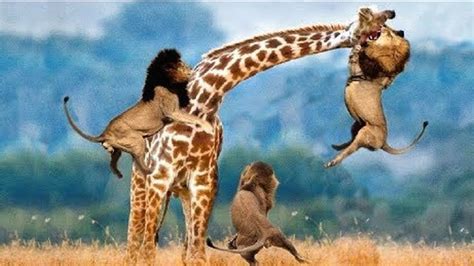 LIVE: AMAZING Moments Of Animal Fight Battle - Discovery Wild Animal Planet 2018 - YouTube