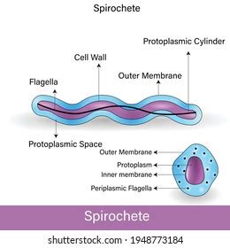 567 Spirochete Images, Stock Photos, 3D objects, & Vectors | Shutterstock