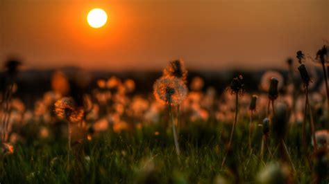 Evening wallpaper | Sunset wallpaper, Sunset nature, Dandelion