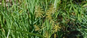 Texas Weeds: Identification And Control Tips | ABC Blog