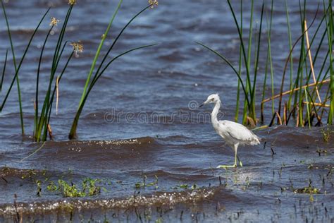 Juvenile Little Blue Heron stock photo. Image of egretta - 151619446