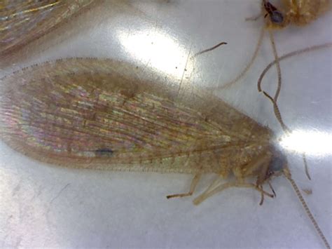 Brown lacewings found on windowsill - Foothill Sierra Pest Control