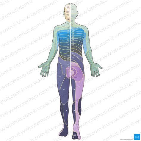 Dermatomes On Foot Clearance | emergencydentistry.com