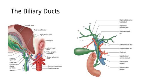 Gallbladder Common Bile Duct Anatomy | Images and Photos finder