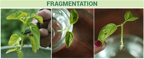 Fragmentation- Fragmentation in Animals and in Plants