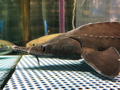 Sturgeon Behind the Transparent Glass of the Aquarium. Stock Photo ...