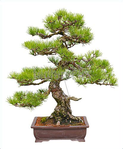 Japanese Black Pine Bonsai Tree Photo