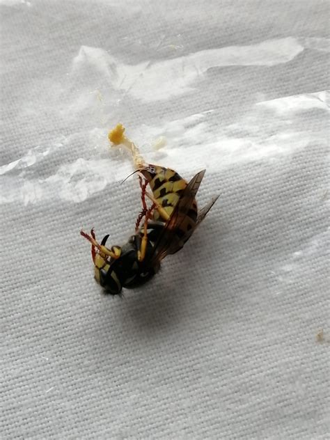 What wasp is this? : r/insectidentification