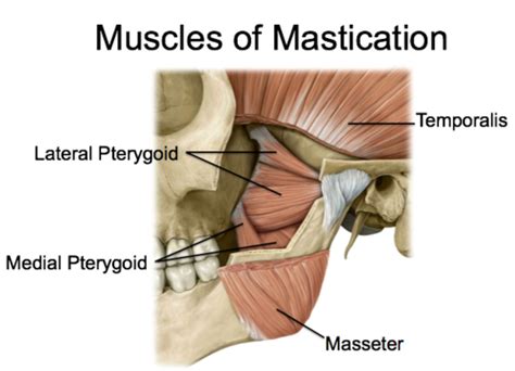 Head Anatomy (Muscles of Mastication) Flashcards | Quizlet