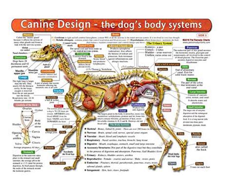 Buy The Dog's Body Systems - A Double-Sided, Laminated Dog Anatomy Chart: A Learning and ...