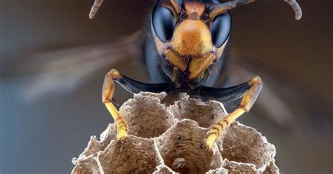 Murder hornets can deliver 7 times the amount of venom as a bee with ...