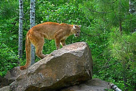 60+ Cougar Crouching Stock Photos, Pictures & Royalty-Free Images - iStock