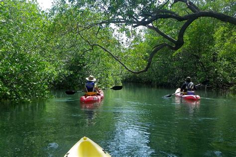 Mangrove Kayaking Tour - DRT Holidays