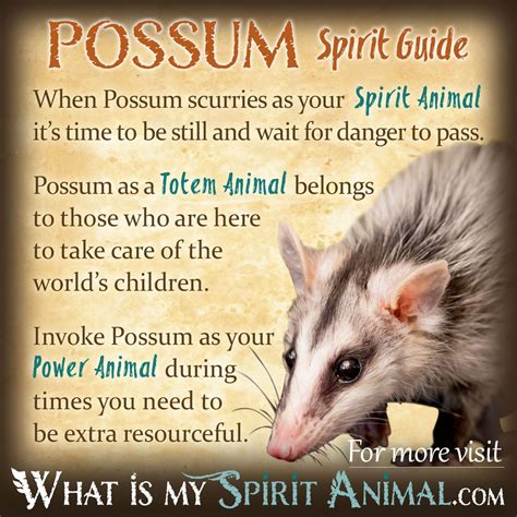 Possum & Opossum Symbolism & Meaning | Spirit, Totem & Power Animal