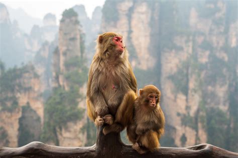 The Golden Monkeys of Zhangjiajie - China - a photo on Flickriver