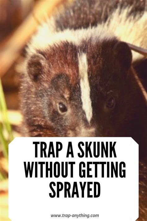 Learn how to trap a skunk yourself without getting sprayed. Trapping skunks may sound ...