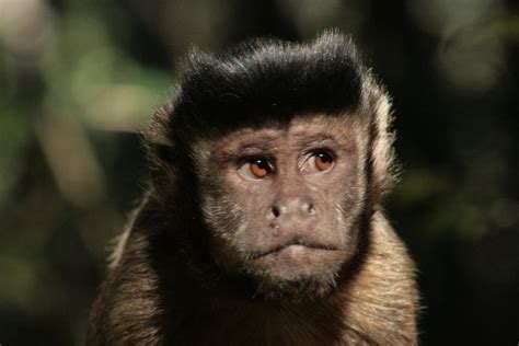 Tufted or brown capuchin monkey (Cebus apella) | Slideshow | Capuchin ...