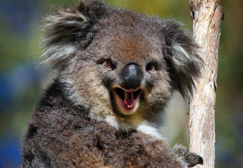 Koala Bears: The Cutest, Cuddliest Animal in the World (That Will Rip Your Face Off) - HubPages